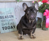 AKC Registered French Bulldog For Sale Millersburg, OH Male- Chief