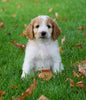 Medium F1B Goldendoodle For Sale Millersburg, OH Male- Kenny
