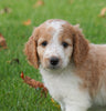 Medium F1B Goldendoodle For Sale Millersburg, OH Male- Kenny