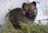 ACA Registered Pomeranian For Sale Millersburg, OH Female - Julie