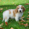 Medium F1B Goldendoodle For Sale Millersburg, OH Male- Kenny