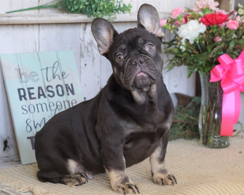 AKC Registered French Bulldog For Sale Millersburg, OH Male- Chief