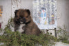 ACA Registered Pomeranian For Sale Millersburg, OH Female - Dorothy