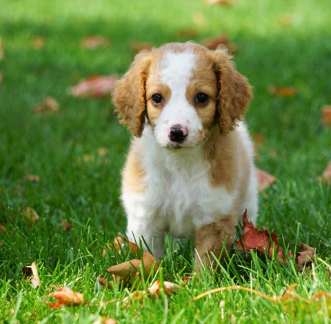 Medium F1B Goldendoodle For Sale Millersburg, OH Male- Kit Kat