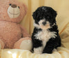Mini Aussiedoodle For Sale Wooster, OH Female- Molly