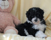 Mini Aussiedoodle For Sale Wooster, OH Female- Molly