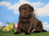 AKC Chocolate Labrador Retriever For Sale Sugarcreek, OH Female - Ruby
