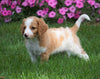 Medium F1B Goldendoodle For Sale Millersburg, OH Male- Kit Kat