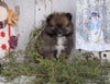 ACA Registered Pomeranian For Sale Millersburg, OH Female - Dorothy