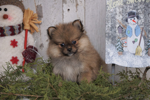 ACA Registered Pomeranian For Sale Millersburg, OH Female - Kristy
