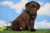 AKC Chocolate Labrador Retriever For Sale Sugarcreek, OH Female - Ruby