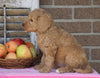 Medium F1B Goldendoodle For Sale Millersburg, OH Female- Katie