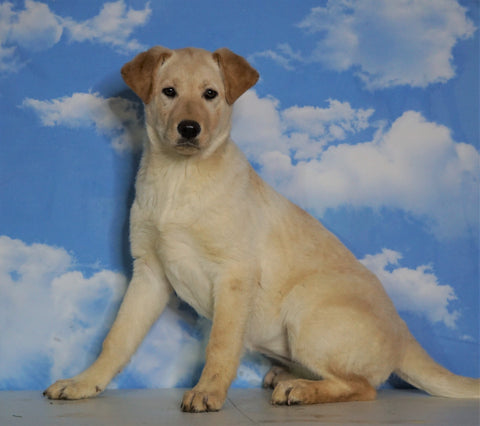 Labrador Retriever Mix For Sale Sugarcreek, OH Female- Ginger