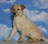 Labrador Retriever Mix For Sale Sugarcreek, OH Female- Ginger