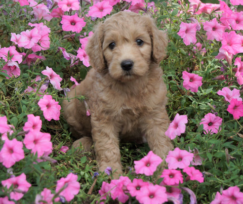 Medium F1B Goldendoodle For Sale Millersburg, OH Female- Katie