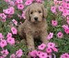 Medium F1B Goldendoodle For Sale Millersburg, OH Female- Katie