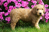 Medium F1B Goldendoodle For Sale Millersburg, OH Female- Katie