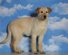Labrador Retriever Mix For Sale Sugarcreek, OH Female- Ginger