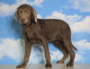 AKC Chocolate Labrador Retriever For Sale Sugarcreek, OH Female - Ruby