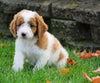 Medium F1B Goldendoodle For Sale Millersburg, OH Female- Krispy