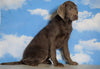 AKC Chocolate Labrador Retriever For Sale Sugarcreek, OH Female - Ruby