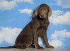 AKC Chocolate Labrador Retriever For Sale Sugarcreek, OH Female - Ruby