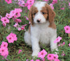 Medium F1B Goldendoodle For Sale Millersburg, OH Female- Krispy