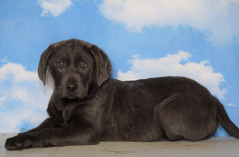 AKC Labrador Retriever -Charcoal- For Sale Sugarcreek, OH Male - Tyson