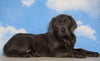 AKC Labrador Retriever -Charcoal- For Sale Sugarcreek, OH Male - Tyson