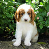 Medium F1B Goldendoodle For Sale Millersburg, OH Female- Krispy
