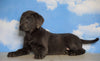 AKC Labrador Retriever -Charcoal- For Sale Sugarcreek, OH Male - Moose