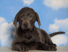 AKC Labrador Retriever -Charcoal- For Sale Sugarcreek, OH Male - Moose