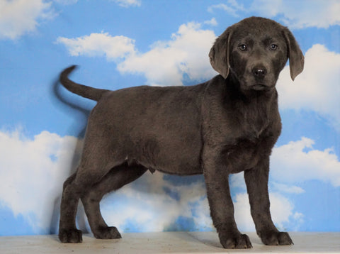AKC Labrador Retriever -Charcoal- For Sale Sugarcreek, OH Male - Moose