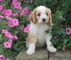 Medium F1B Goldendoodle For Sale Millersburg, OH Female- Kimberly