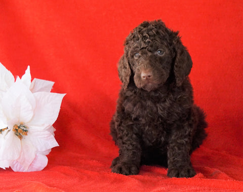 AKC Registered Poodle (Standard) For Sale Holmesville, OH Female - Jasmine