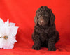 AKC Registered Poodle (Standard) For Sale Holmesville, OH Female - Jasmine
