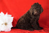 AKC Registered Poodle (Standard) For Sale Holmesville, OH Female - Jasmine