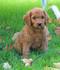 Medium F1B Goldendoodle For Sale Millersburg, OH Female- Kookie