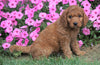 Medium F1B Goldendoodle For Sale Millersburg, OH Female- Kookie