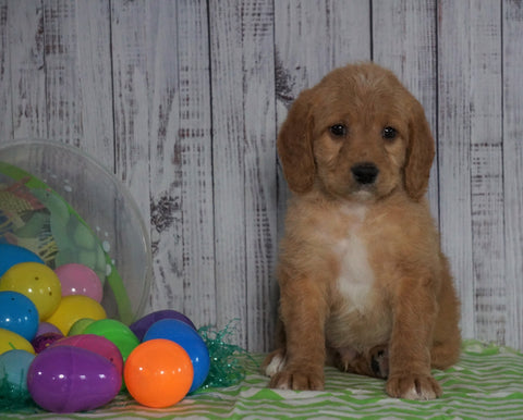 F1B Medium Labradoodle For Sale Millersburg, OH Male- Nemo