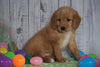 F1B Medium Labradoodle For Sale Millersburg, OH Male- Nemo