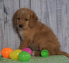 F1B Medium Labradoodle For Sale Millersburg, OH Male- Nemo