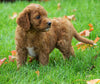 Medium F1B Goldendoodle For Sale Millersburg, OHFemale- Krissy