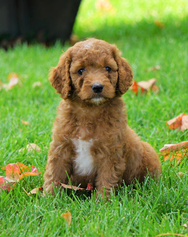 Medium F1B Goldendoodle For Sale Millersburg, OHFemale- Krissy