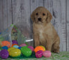 F1B Medium Labradoodle For Sale Millersburg, OH Male- Nicky
