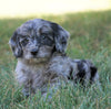 Mini F1B Goldendoodle *BLUE MERLE* For Sale Sugarcreek, OH Male- Buddy