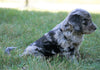 Mini F1B Goldendoodle *BLUE MERLE* For Sale Sugarcreek, OH Male- Buddy
