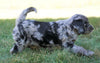 Mini F1B Goldendoodle *BLUE MERLE* For Sale Sugarcreek, OH Male- Buddy