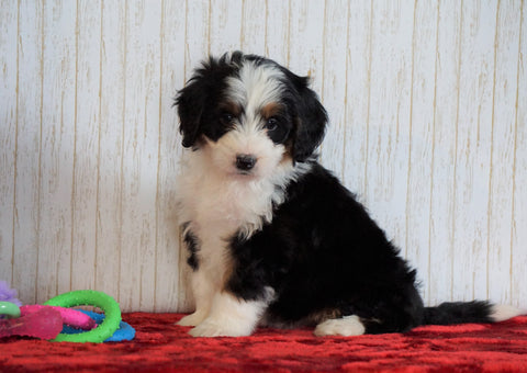 ICA Registered Mini Bernedoodle For Sale Fredericksburg, OH Female - Mila