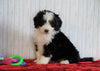 ICA Registered Mini Bernedoodle For Sale Fredericksburg, OH Female - Mila